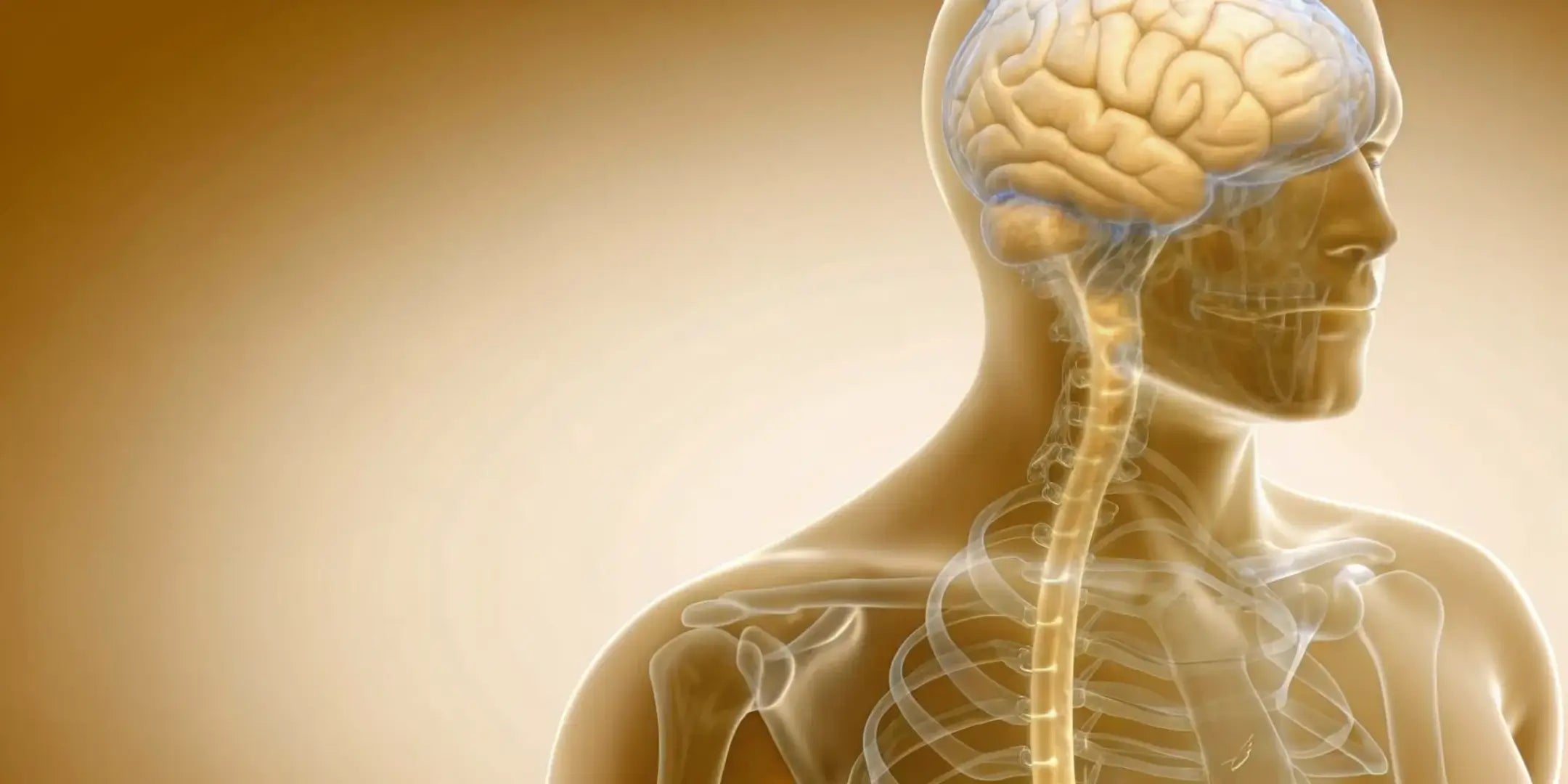 Serotonina w jelitach – jak wpływa na trawienie, nastrój i oś jelita–mózg?