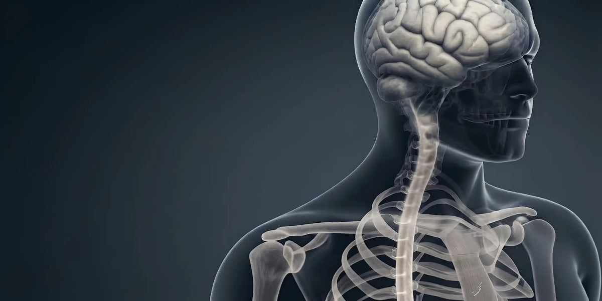 Serotonina w jelitach – trawienie, nastrój i oś jelita–mózg